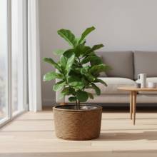 (XH23-184 Large) Nordic Woven Grass Plant Pot for Home Decor