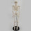 Half Size Human Skeleton Model with Stand, Anatomical Skeleton with Removable Limbs for Study Display 1