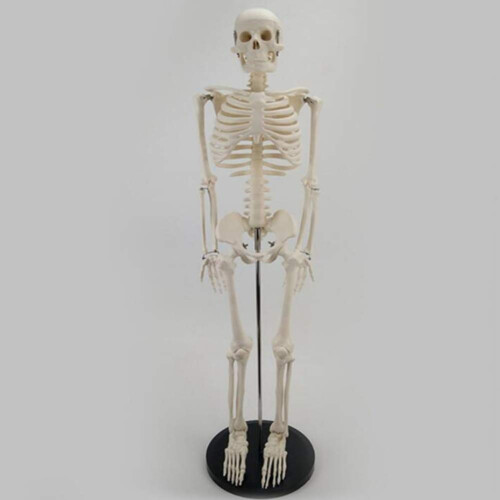 Half Size Human Skeleton Model with Stand, Anatomical Skeleton with Removable Limbs for Study Display