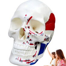Human Skull Model Colorful Skull Anatomy Model with ColorCoded Bone Structure for Medical Teaching 12x10x16cm