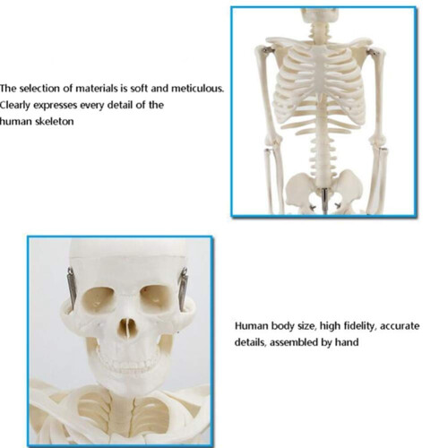 Half Size Human Skeleton Model with Stand, Anatomical Skeleton with Removable Limbs for Study Display 1