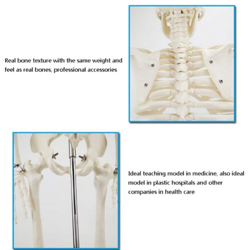 Half Size Human Skeleton Model with Stand, Anatomical Skeleton with Removable Limbs for Study Display 2