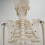 Half Size Human Skeleton Model with Stand, Anatomical Skeleton with Removable Limbs for Study Display 5