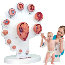 4D Fetal Development Model with 21 Removable Parts, Educational Pregnancy Anatomy Teaching Aid 35x27.5x8.2cm