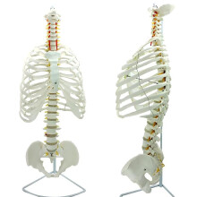 29 Inch Life Size Human Spine Model with Pelvis and Sternum, Bendable Anatomical Teaching Model