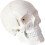Human Skull Model 3Part Removable Anatomy Skull for Classroom Study Display and Teaching 1