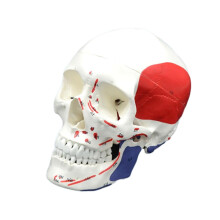Life Size Human Skeleton Model with Removable Skull, 1:1 Anatomy Model for Medical Study and Teaching