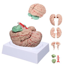 Life Size Human Brain Model with 8 Detachable Parts for Classroom and Psychology Study