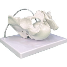 Childbirth Simulator Female Pelvis Model with Detachable Fetal Skull for Midwifery Training and Medical Teaching