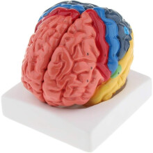Human Brain Anatomy Model Color Coded Two Part Detachable Design for Medical Teaching and Classroom Use