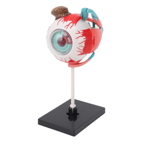 Human Eye Anatomical Model with Display Stand, Durable Plastic Educational Eyeball Anatomy Teaching Tool 2