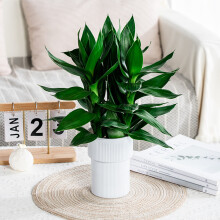 (Special basin for Guanyin bamboo (torch model)--wh) Lucky Bamboo Planter - Self Watering Home Decor