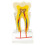 Dental Teaching Model 6X Enlarged Tooth Anatomy with Clear Structure for Student Study and Training 1