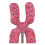 Chromosome Model with Meiosis Teaching Aid for Clear Visualization and Durable Classroom Use 3
