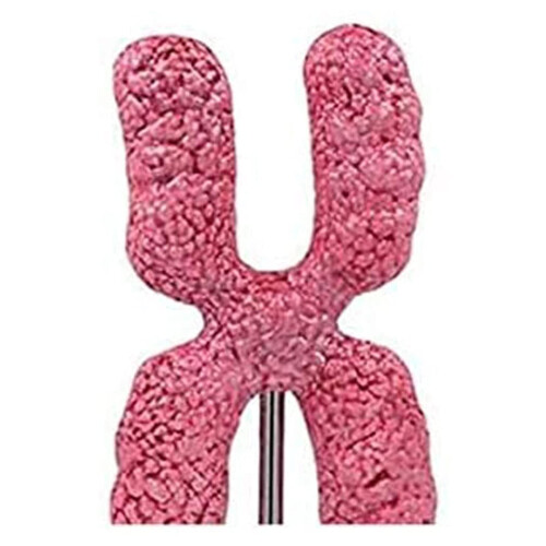 Chromosome Model with Meiosis Teaching Aid for Clear Visualization and Durable Classroom Use 2