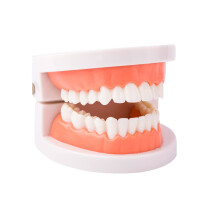 Dental Teaching Model with Lifelike Dentures, Durable Hinged LifeSize Teeth for Kids Education