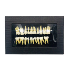 Dental Teaching Model with 28Piece TwoColor Primary Teeth and Gums for Children's Education