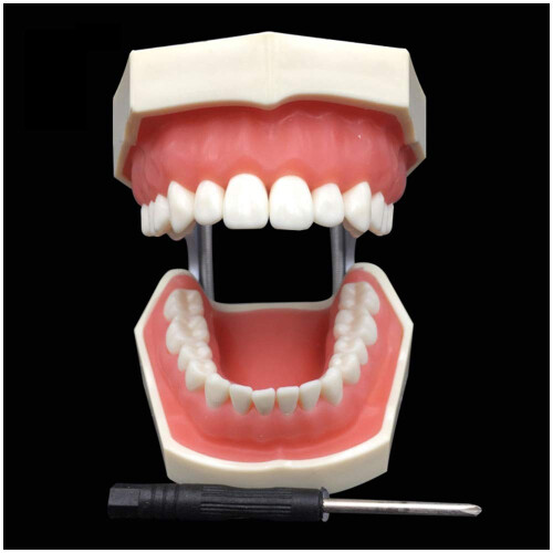 Dental Teeth Model with Gums for Teaching Study, Crown and Cavity Preparation Training 1