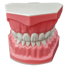 Dental Teaching Model 2X Enlarged Teeth for Kids Oral Care and Brushing Demonstration