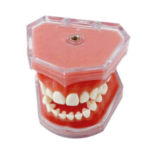 Dental Implant Model with Realistic Soft Gum for Medical Teaching and Student Training