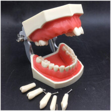 Dental Teeth Model with Gums for Teaching Study, Crown and Cavity Preparation Training