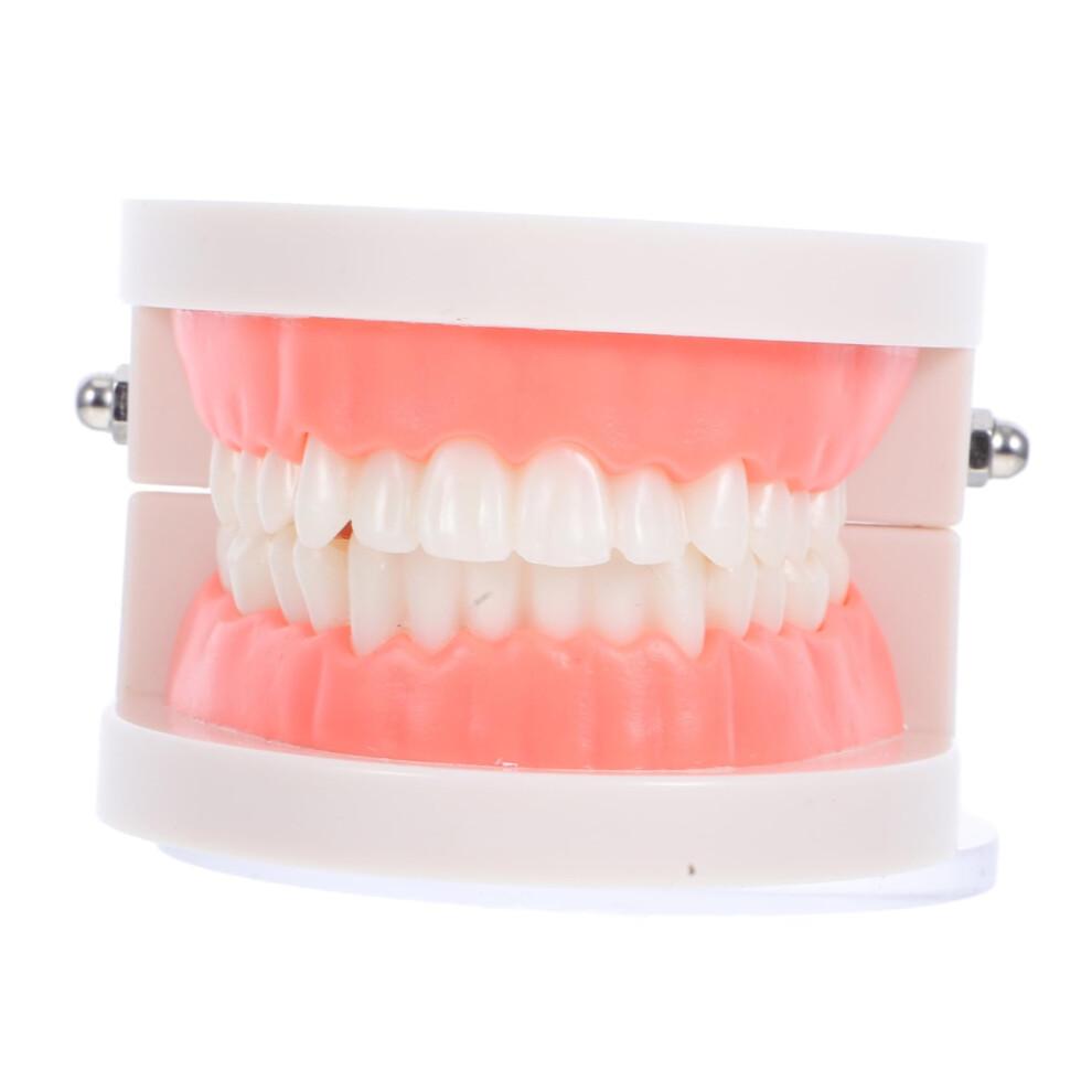 Dental Teaching Model with Transparent Typodont Teeth and Giant Toothbrush for Oral Care Education