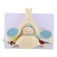 Cervical Spine Model Enlarged C5 Vertebra Anatomy Display PVC Medical Teaching Tool