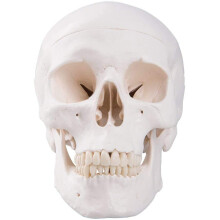 Human Skull Model with Precise Anatomical Detail, Durable Plastic, Removable Parts for Teaching