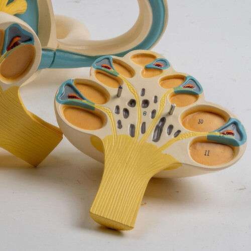 Human Inner Ear Anatomy Model with Enlarged Cochlea and Precise Color Coding for Teaching 2