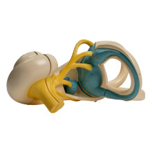 Human Inner Ear Anatomy Model with Enlarged Cochlea and Precise Color Coding for Teaching