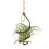18X Air Pineapple Hook Hanging Flower Stand Pots Display Hanger Holder Iron 6
