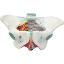 Female Pelvis Anatomy Model with Pelvic Floor Muscles, Lifesize Hand Painted Educational Tool