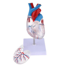 Lifesize Anatomical Heart Model with Magnetic Detachable Parts for Medical Classroom Teaching Aid