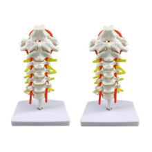 Cervical Spine Model with Nerves and Arteries, Detailed PVC Anatomy Set for Classroom and Office (2pcs)