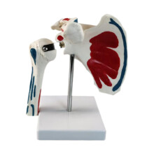 Shoulder Joint Model with Clear Anatomical Detail, PVC Teaching Aid for Classroom and Study Display