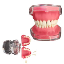Dental Extraction Model with 28 Removable Teeth, Full Mouth 1:1 Life Size Teaching Training Model
