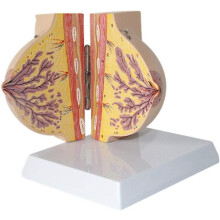 Breast Anatomy Model with 2Part Detachable Design and Magnified Details for Medical Teaching