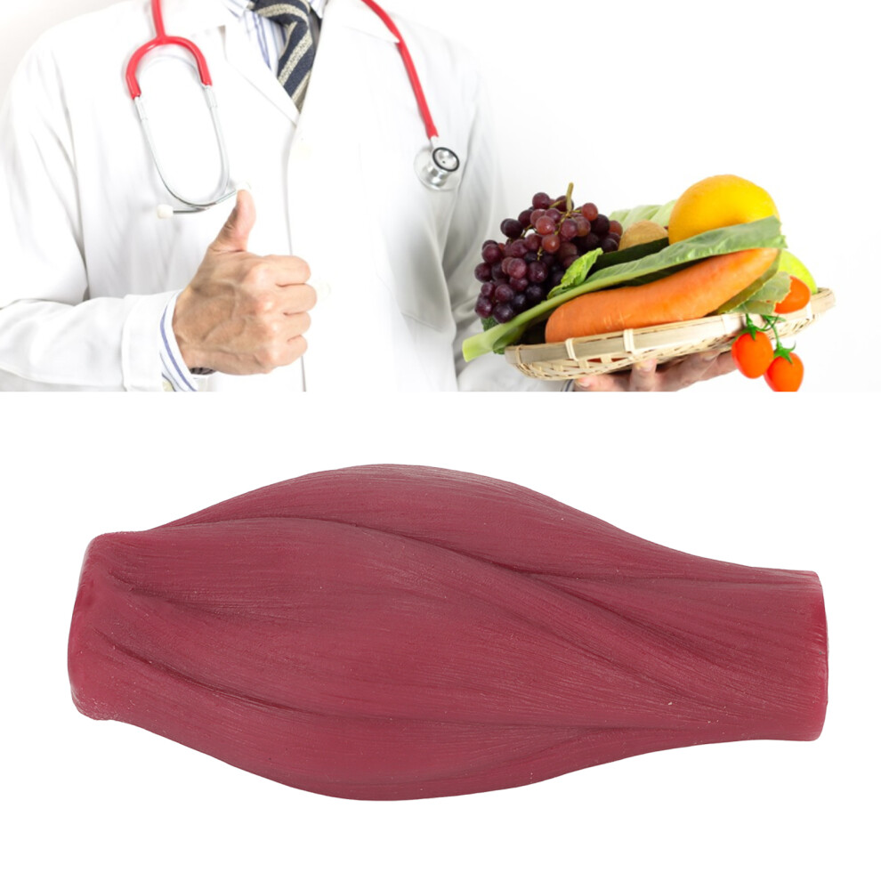 Anatomy Muscle Model Plastic 1lb for Nutritionist Training and Education