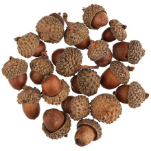 Natuurlijke eikels met dopjes, 20-30 mm, verpakking van 20 stuks, voor kerstknutselprojecten voor kinderen.