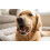 Snack per cani Nature Triangoli con Merluzzo 1