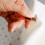 Πένες Πινακιών Κουζίνας Ανοξείδωτο Χαλύβδινο 8τεμ, Ανθεκτικό στη Σκουριά, 5 x 1.5 cm 3