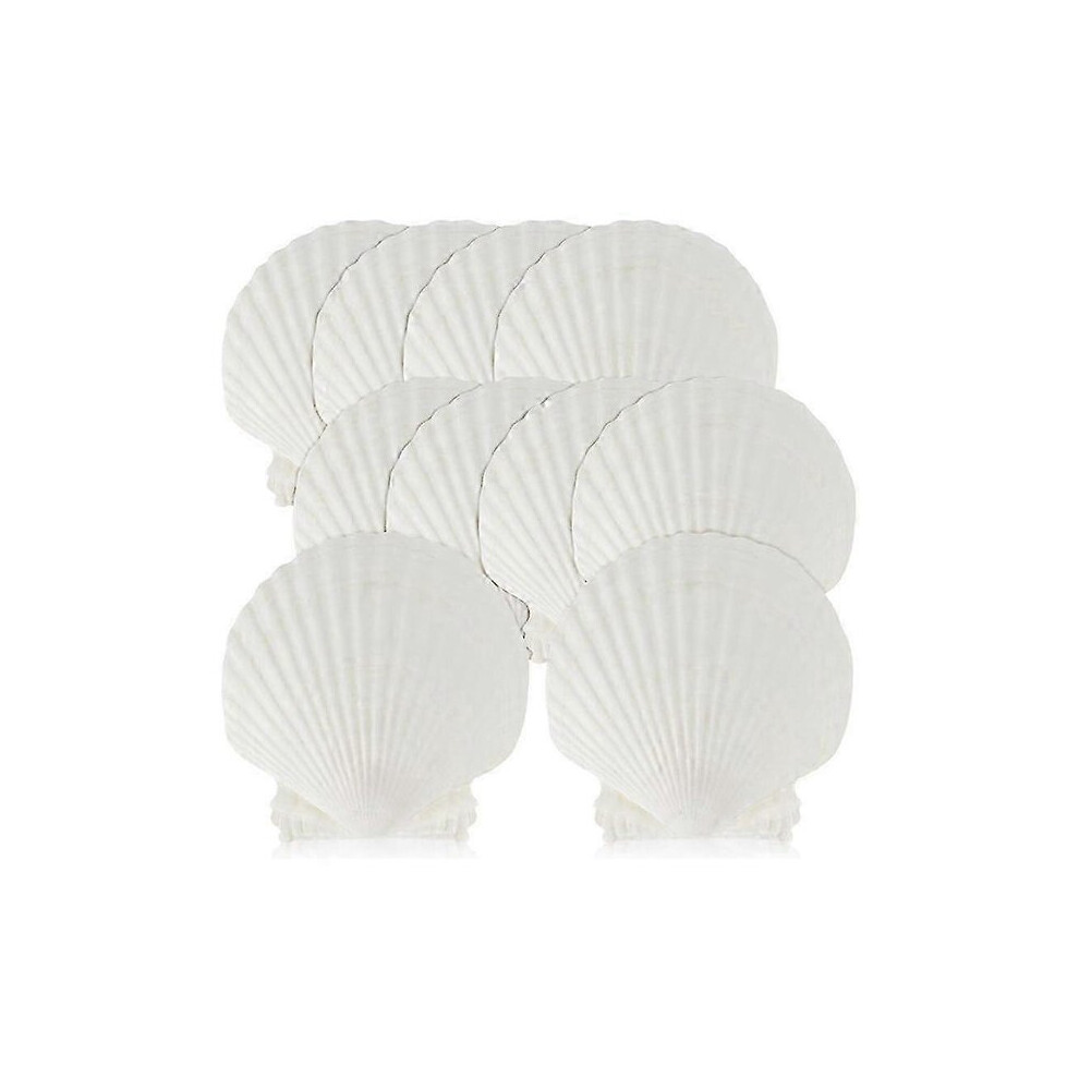 Natural White Scallop Shells, 15 Pieces 10-11Cm For Art Painting Beach Decor Vase Filler 6901508515376