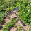 (8 Teeth) Steel Garden Rake with Sharp Tines - 50 Char 3
