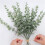72 Pieces of Eucalyptus Stems Artificial Eucalyptus Leaf Stems True Gray Green Touch Leaf Branches 3