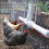 20 Pack Poultry Nipple Drinker Chicken Waterer Kit, Leakproof 360 Automatic Watering System 4