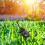 Solar Powered Fake Dung Beetle Model - Realistic Home Decor 11cm 12