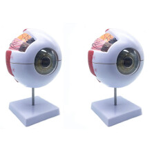 2pcs 6X Enlarged Human Eye Anatomical Model,Anatomically Accurate Eye Model Human Eye Anatomy