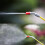 (Plastic spray head (grey red)) Rustproof Garden Sprinkler for Herb Watering 1