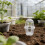 5Sets Clear Hydroponic Plant Cups for Home Planting 6