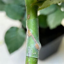 200pcs Silicone Grafting Sleeves for Fruit Trees, Plant Sleeve Grafting Tubes, Plant Trunk Protective Wrapping Sleeve